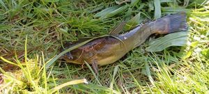 Black Bullhead