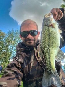 Largemouth Bass
