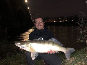Zander