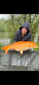 Koï Fish