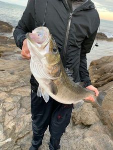European Bass (Seabass)