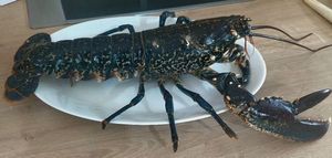 European Lobster