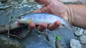 Brown Trout