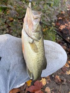 Largemouth Bass