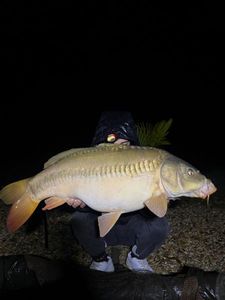 Mirror Carp