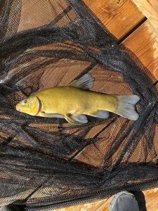 Tench