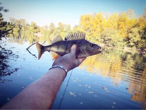 European Perch