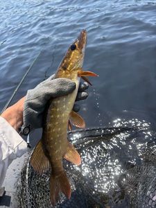 Northern Pike