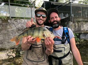 European Perch