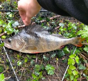 European Perch