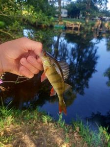 European Perch