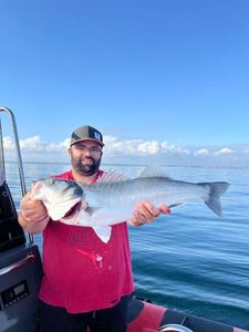 European Bass (Seabass)