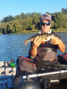 European Perch