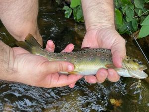 Brown Trout
