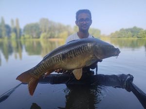 Mirror Carp