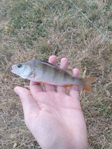 European Perch