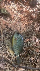 Green Sunfish