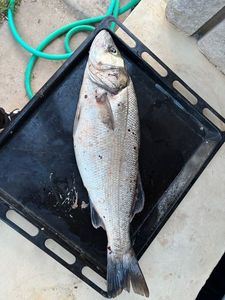 European Bass (Seabass)
