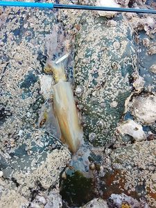 European Squid