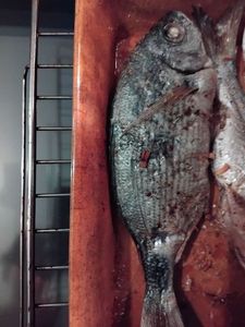 Common Two-banded Seabream