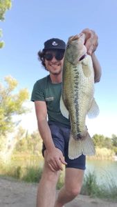 Largemouth Bass