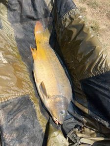 Mirror Carp