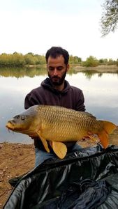 Common Carp