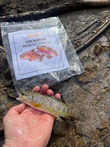 Brown Trout