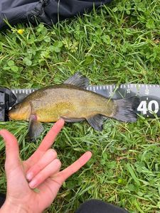 Tench
