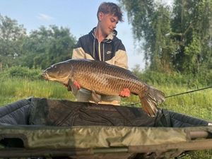 Common Carp
