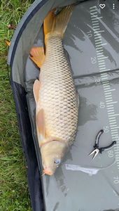 Common Carp