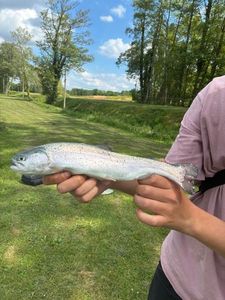 Rainbow Trout