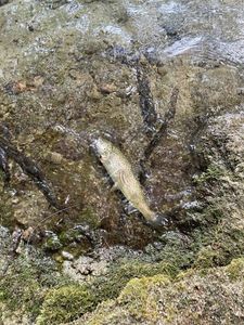 Cutthroat Trout