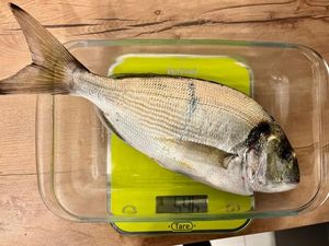 Gilthead Seabream