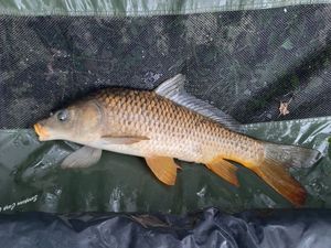 Common Carp
