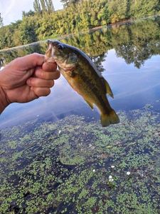 Largemouth Bass