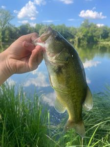 Largemouth Bass