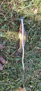 Black Bullhead