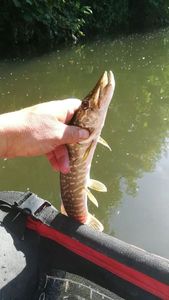 Northern Pike