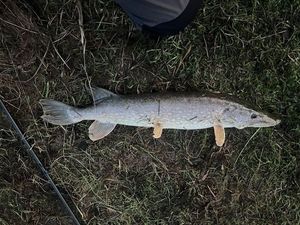 Northern Pike