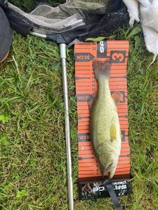 Largemouth Bass