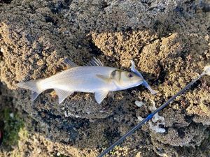 European Bass (Seabass)
