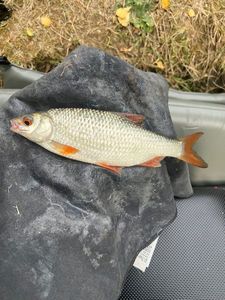 Roach