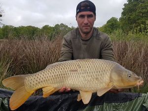 Common Carp