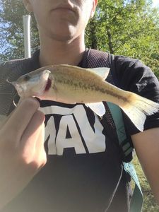 Smallmouth Bass