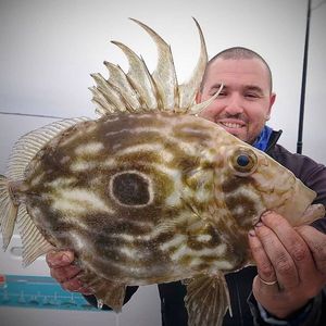 John Dory