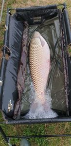 Grass Carp