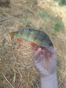 European Perch