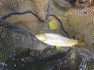 Brown Trout