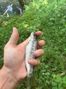 Brown Trout